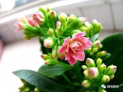 一枝花娱乐吃瓜,揭秘娱乐圈吃瓜背后的真相